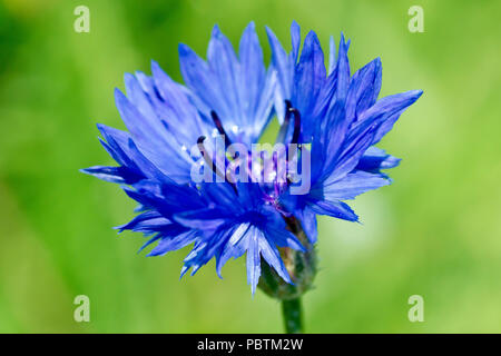 Fiordaliso (Centaurea cyanus), noto anche come Bluebottle, close up di un fiore solitario contro un semplice sfondo verde. Foto Stock