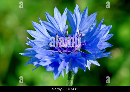 Fiordaliso (Centaurea cyanus), noto anche come Bluebottle, close up di un fiore solitario che mostra il dettaglio. Foto Stock