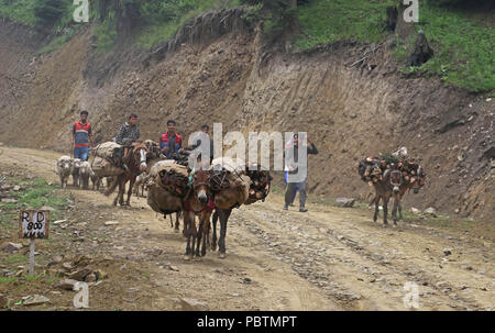 Famiglia Gujjar trasportare la legna per uso domestico in Tosa Maidaïen situato nel distretto di Budgam in Kashmir centrale 70 Km(43km) dal capitale estiva dello stato a Srinagar in Indian somministrato Jammu e Kashmir. È circondata da fitti boschi e vegetazione controllata himalayana del Kashmir. Il governo aveva preso in affitto a esercito indiano nel 1964 per l'impostazione di un'artiglieria poligono di tiro per 50 anno di leasing, che si è conclusa il 18 aprile 2014. Il governo dello stato dichiarato Tosa Maidaïen come una destinazione turistica il 31 luglio 2015. A 10Km Strada dalla base del pittoresco prato viene costruita dal Foto Stock