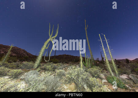 Boojum struttura sotto il cielo notturno, Fouquieria columnaris, Rancho Santa Inez, Baja California, Messico Foto Stock