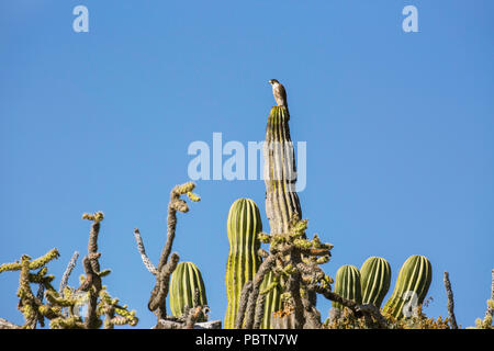 Adulto falco pellegrino, Falco peregrinus, su cardon cactus, Isla Rasa, Baja California, Messico. Foto Stock
