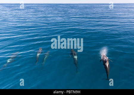 A breve alettato Balene Pilota, Globicephala macrorhynchus, affiorante vicino a Isla Danzante, BCS, Messico. Foto Stock
