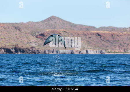 Adulto Munk pigmeo del diavolo ray, Mobula munkiana, saltando vicino a Isla Danzante, Baja California Sur, Messico. Foto Stock