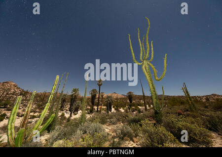 Boojum struttura sotto il cielo notturno, Fouquieria columnaris, Rancho Santa Inez, Baja California, Messico Foto Stock