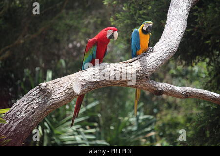 Scarlet e blu e giallo macaw seduta sul ramo Foto Stock