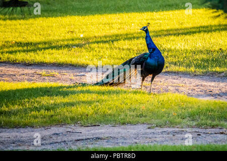 Un Pavone Peafowl nel lago di prosciutto, Minnesota Foto Stock