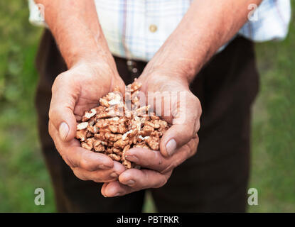 Il vecchio uomo con un sano noci nelle sue mani. L'agricoltore è in possesso di un sacco di gherigli di noce Foto Stock