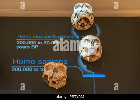 Un cast di Homo sapiens e un cast del homo Homo neanderthalensis cranio nel espositivo spazio interattivo del famoso Museo della Scienza denomin Foto Stock