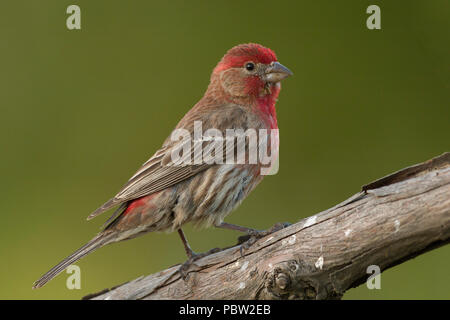 Maschio adulto House Finch (Haemorhous mexicanus) Contea di Sacramento, California, Stati Uniti Foto Stock