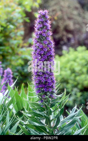 Echium o orgoglio di Madera è fantastico blu viola i picchi di fiori con una delicata rosa stami Foto Stock