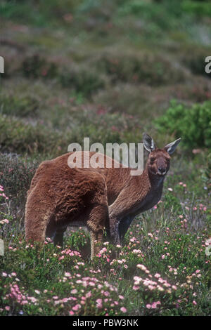 Un grande occidentale Canguro grigio (MACROPUS FILIGINOSUS OCYDROMUS) NEL CAPO LE GRANDE PARCO NAZIONALE, Western Australia. Foto Stock