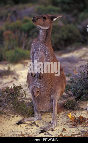 Grigio occidentale Canguro (MACROPUS FILIGINOSUS OCYDROMUS) con Joey nella sacca, CAPE LE GRANDE, Western Australia. Foto Stock