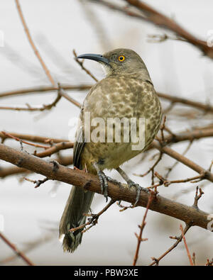 La curva-fatturati Thrasher (Toxostoma curvirostre) Foto Stock