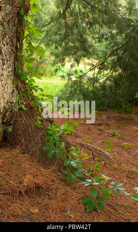 Virginia superriduttore (Parthenocissus Quinquefolia) - arrampicata viticoltura sul lato di un albero di pino. Arnold Arboretum, Boston, Massachusetts, STATI UNITI D'AMERICA Foto Stock