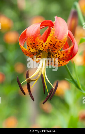 Vista ingrandita di un turco della PAC LILY (Lilium superbum). Arnold Arboretum, Boston, Massachusetts, STATI UNITI D'AMERICA Foto Stock