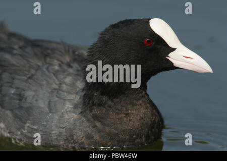 Un colpo alla testa di un grazioso folaga (fulica atra) nuotare in un lago nel Regno Unito. Foto Stock