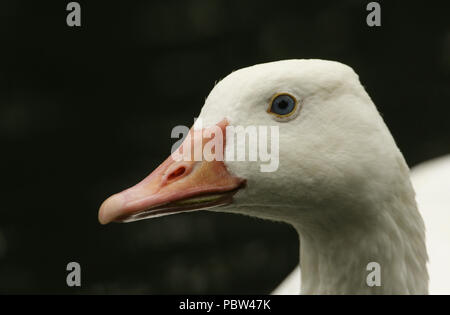 Un colpo alla testa di una bella Wild Goose domestico (Anser anser domesticus o Anser cygnoides domesticus) nuotare in un fiume. Foto Stock