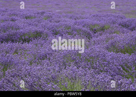 Campo di lavanda,Agriturismo Castello,Shoreham,Kent.UK Foto Stock