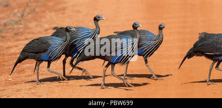 Acryllium vulturinum (Vulturine le faraone). Tsavo East Park. Kenya Foto Stock