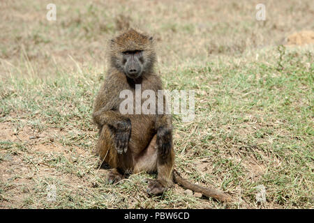 Babbuino nel parco nazionale del Kenya, Africa Foto Stock