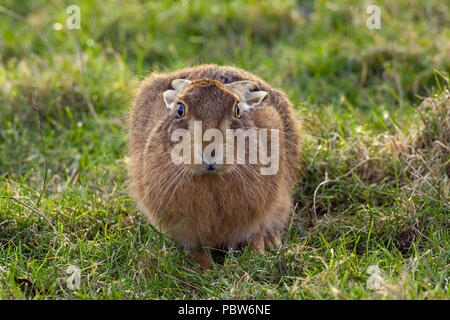 Brown Hare Lepus europaeus Foto Stock