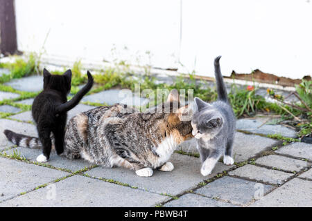 Tabby, calicò madre mom farm vaganti cat e piccolo nero, bianco grigio gattino, Kitty bonding, bunting, sfregamento, toelettatura all'aperto, fuori vicino casa, B Foto Stock