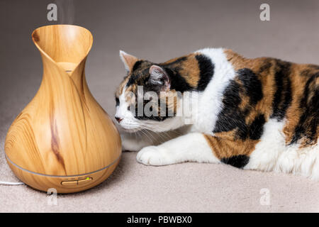 Gatta Calico annusando odore di bambù in legno olio essenziale diffusore oggetto della salute benessere Foto Stock