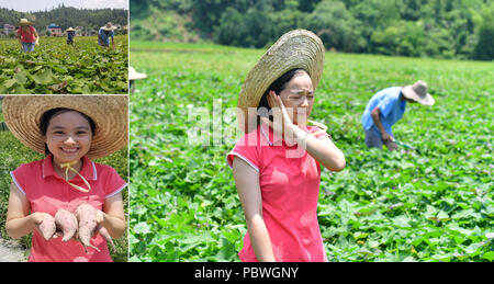 (180730) -- RONGSHUI, luglio 30, 2018 (Xinhua) -- Il combinato fotografia scattata a luglio 22, 2018 mostra Shi Qiuxiang, un allevatore locale, funzionante a una patata dolce plantation con gli abitanti di un villaggio in Rongshui Miao contea autonoma, a sud della Cina di Guangxi Zhuang Regione autonoma. A causa di condizioni ambientali difficili, Rongshui è stata per lungo tempo un meno sviluppata area in Cina. Fino ad ora ci sono ancora 76.800 povera gente che vive nella contea. Negli ultimi anni il governo locale effettua metodi efficaci per la lotta contro la povertà, aiutando le popolazioni locali a costruire strade, case di riparazione, migliorare l'istruzione e d Foto Stock