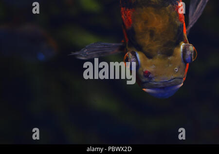 Il terribile pesce con delle sopracciglia è flottante tra le alghe in acqua scura Foto Stock