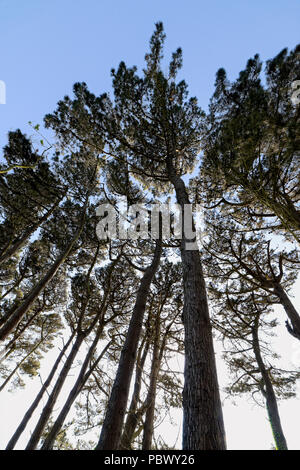 Monterey pini sulle rive dell'isola di Guernsey il serbatoio Foto Stock