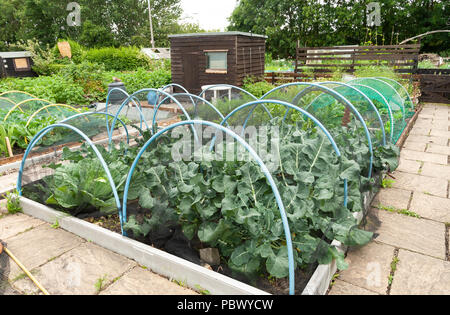 Cavoli protetti sotto una rete su un giardino ordinato plot. Foto Stock
