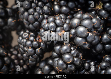 Un piccolo gruppo di deliziose more selvatiche appena raccolto da un inglese di siepe Foto Stock