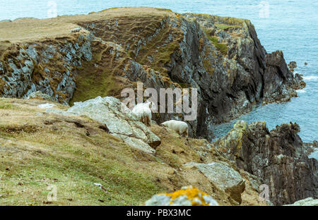 Una vista della costa frastagliata da Trearddur Bay a Rhoscolyn via costiera sull'Isola di Anglesey. Preso il 18 luglio 2018. Foto Stock