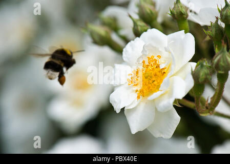 White-tailed bumblebee, Bombus lucorum, venuta a scendere su una rosa bianca fiore per raccogliere il polline e si nutrono di nettare. Foto Stock