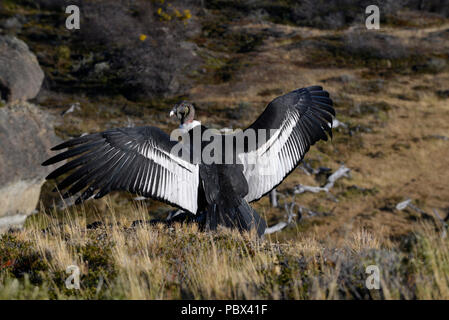 Femmina adulta condor andino in piedi sul bordo della scogliera con ali aperte ampia areazione e la loro essiccazione ho la mattina presto sun Foto Stock