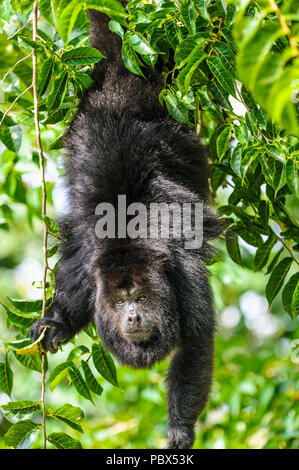 Ritratto di una scimmia urlatrice sull'albero in Messico Foto Stock