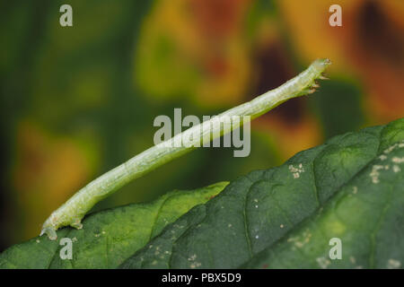 Caterpillar dalla famiglia Geometridae di falene, sulla foglia di acero. Tipperary, Irlanda Foto Stock
