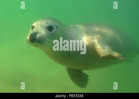 UW, Unterwasser, grigio guarnizione, Kegelrobbe, Halichoerus grypus Foto Stock