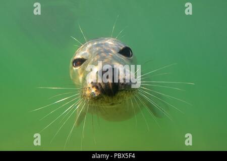 UW, Unterwasser, grigio guarnizione, Kegelrobbe, Halichoerus grypus Foto Stock