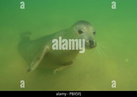 UW, Unterwasser, grigio guarnizione, Kegelrobbe, Halichoerus grypus Foto Stock