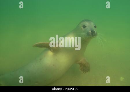 UW, Unterwasser, grigio guarnizione, Kegelrobbe, Halichoerus grypus Foto Stock