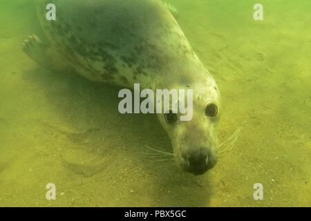 UW, Unterwasser, grigio guarnizione, Kegelrobbe, Halichoerus grypus Foto Stock