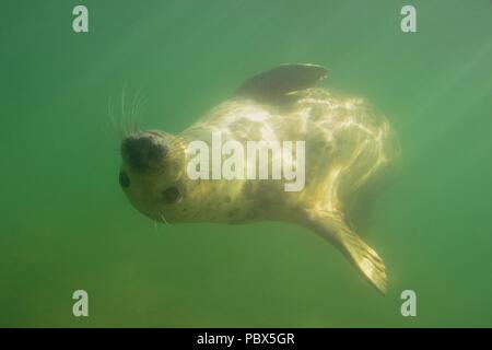 UW, Unterwasser, grigio guarnizione, Kegelrobbe, Halichoerus grypus Foto Stock