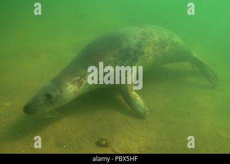 UW, Unterwasser, grigio guarnizione, Kegelrobbe, Halichoerus grypus Foto Stock