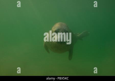 UW, Unterwasser, grigio guarnizione, Kegelrobbe, Halichoerus grypus Foto Stock