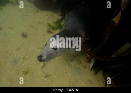 UW, Unterwasser, grigio guarnizione, Kegelrobbe, Halichoerus grypus Foto Stock