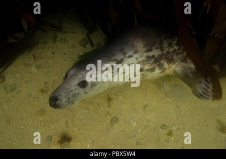 UW, Unterwasser, grigio guarnizione, Kegelrobbe, Halichoerus grypus Foto Stock