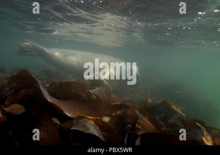 UW, Unterwasser, grigio guarnizione, Kegelrobbe, Halichoerus grypus Foto Stock