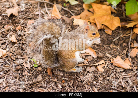 Lo scoiattolo mangia nocciole in New York, Stati Uniti d'America Foto Stock