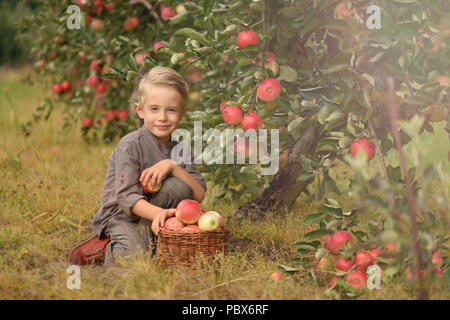 Poco, cinque anni, ragazzo aiutando con la raccolta e la raccolta di mele dal melo, tempo d'autunno. Bambino la raccolta di mele sulla fattoria in autunno. Foto Stock